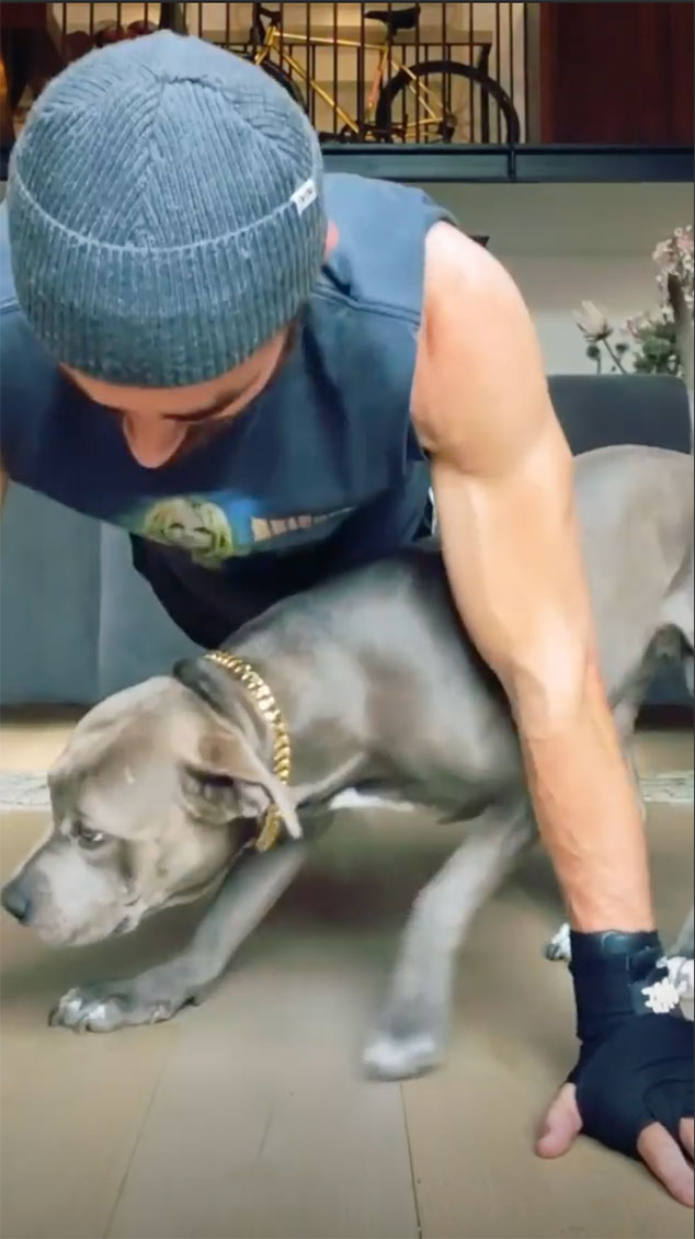 Justin Theroux, Kuma, Workout Justin Theroux, Kuma, Workout